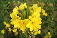 Evening Primrose herb picture, yellow flower with five petals