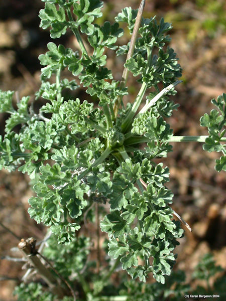 Wormwood medicinal plant picture 2