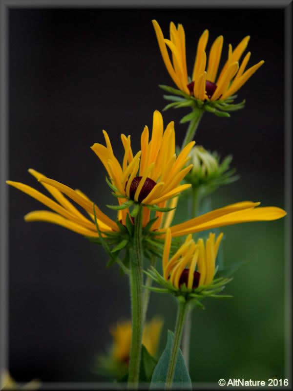 Black Eyed Susan flowers opening