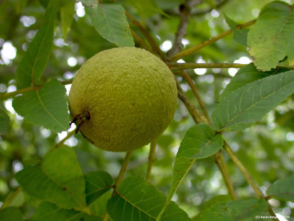 Closeup of Mature Black Walnuts growing in tree