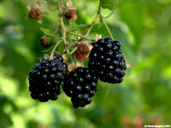 wild blackberrries growing on vine picture