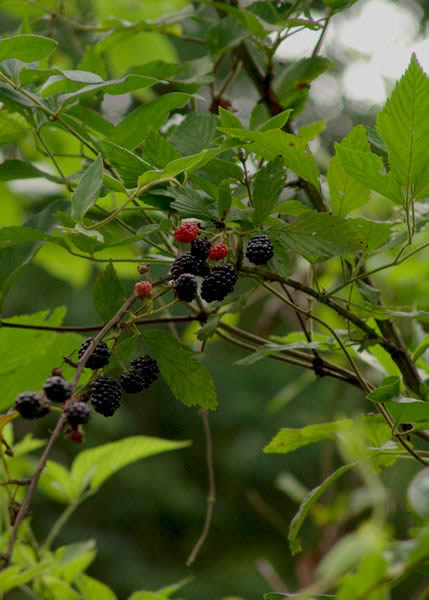 blackberry briar vine pictures