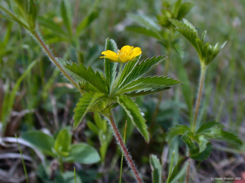 Cinquefoil Herb Picture Yellow flowers palmately divided serrated leaves
