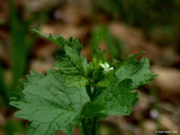 Garlic mustard plant