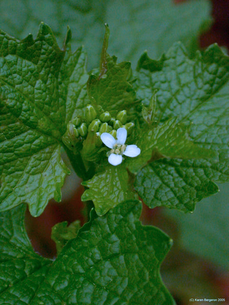 garlic mustard Alliaria petiolia
