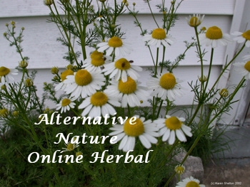 germanchamomile5556