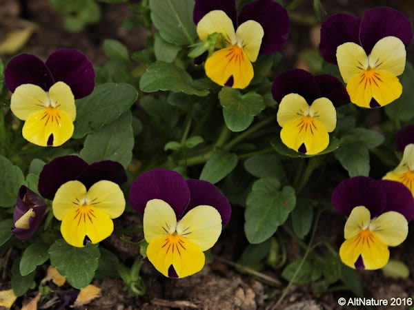 Heartsease, Viola tricolor picture, Johnny Jump ups