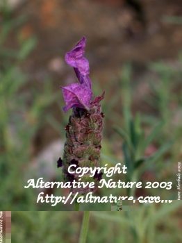 spanish lavender picture