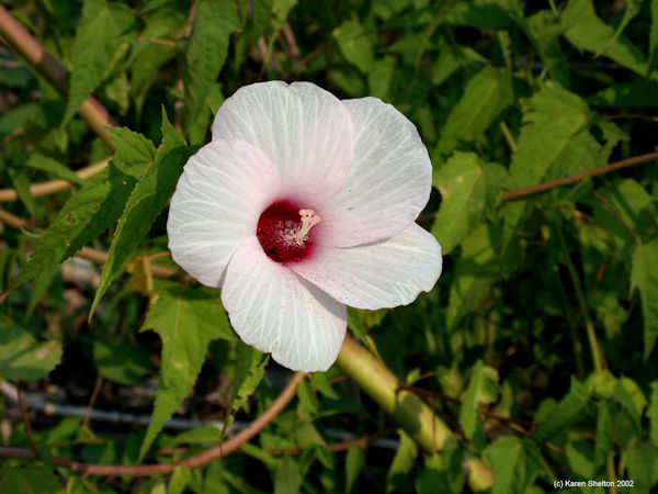 Halbert-leaf Rose Mallow herb Hibiscus Laevis picture