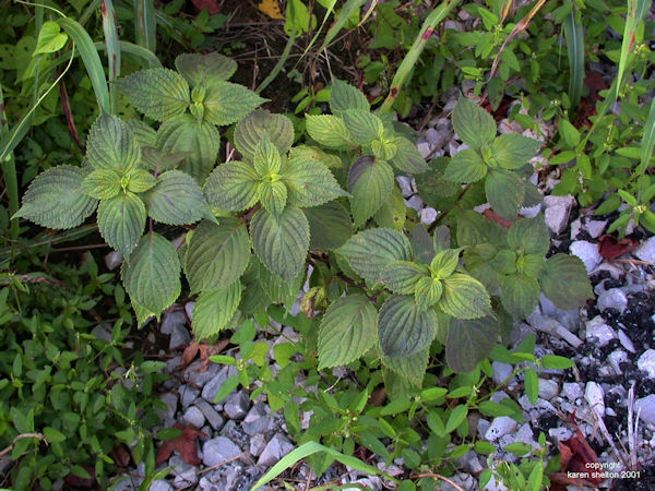 Perilla fructescens herb picture
