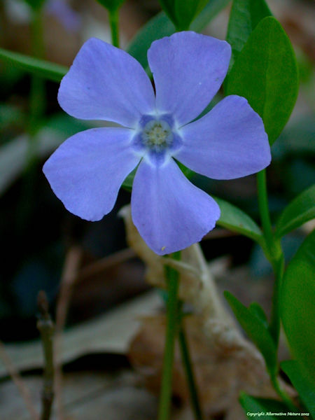 periwinkle wildflower picture Vinca minor
