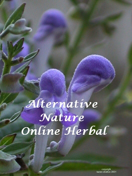 showy skullcap herb flower picture scutellaria serrata