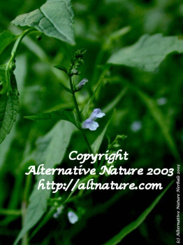 mad dog skullcap herb picture�Scutellaria lateriflora