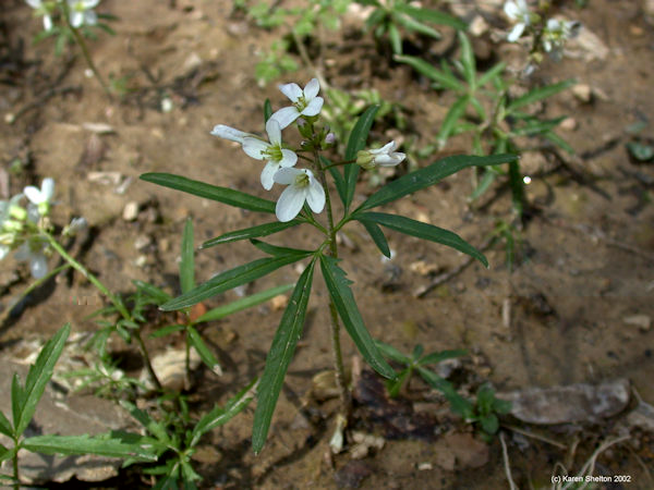 toothwort4510