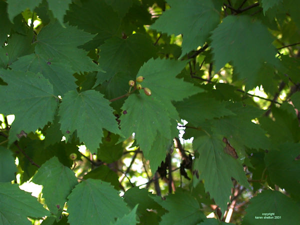 viburnum