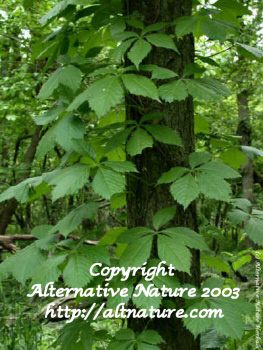 Virginia Creeper, Parthenocissus quinquefolia picture