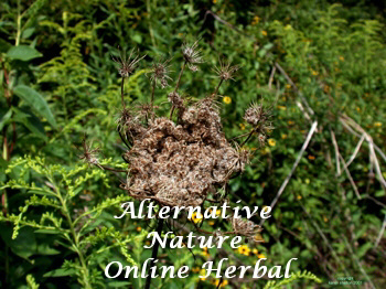 Wild Carrot Seed, Daucus carota picure Queen Anne's Lace