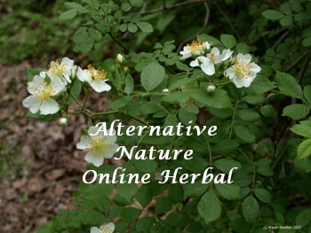 wild rose Rosa multiflora picure