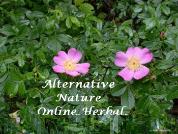 Wild Prairie rose Rosa setigera picture