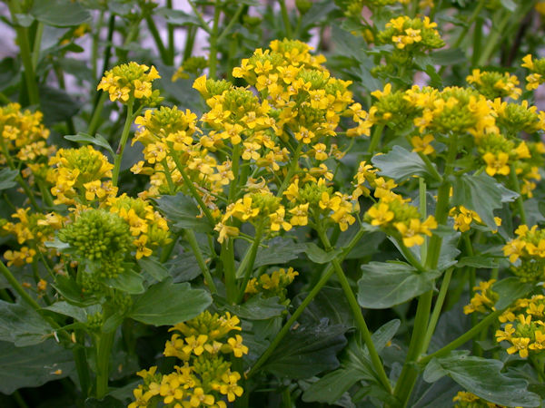 wintercress Barbarea vulgaris edible plant picture