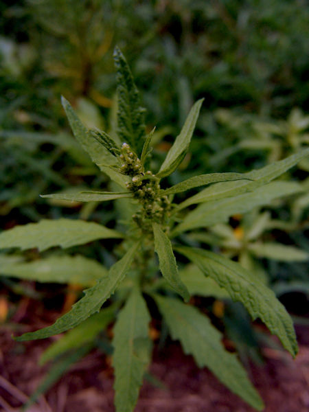 Wormseed Medicinal Plant