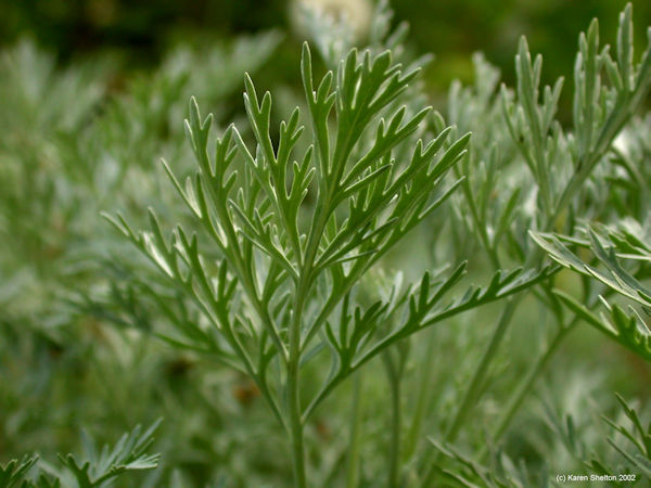 Wormwood, Artemisia absinthium herb picture