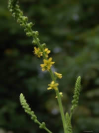 Agrimony Herb, yellow flower spike,
