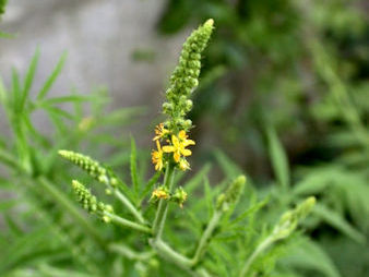 Arimony Yellow Flower Spike close-up