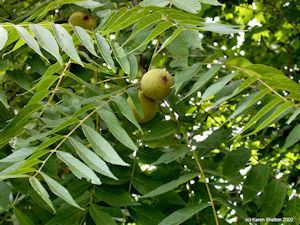 black walnuts in tree