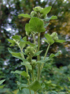 Burdock picture flowering, cocklebur, Arctium Minus