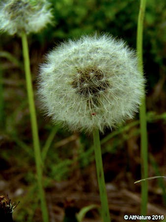 picture of a fluffy dandelion seedhead