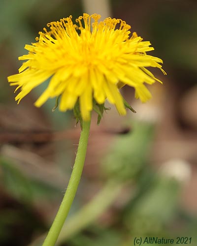 picture of a Dandelion flower