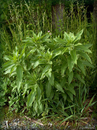 young Evening Primrose plant picture