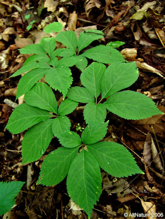 Ginseng Plant - See description below