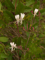 honeysuckle herb picture