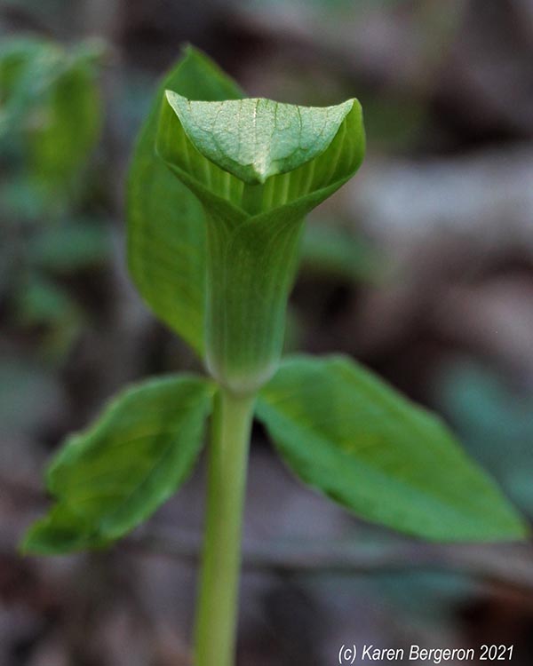 Jack in the Pulpit Male Flower see plant description text for details