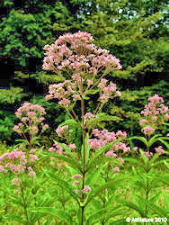 Joe Pye Weed herb picture Gravel Root