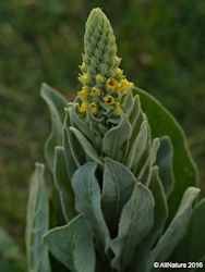 young mullein flower spike