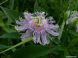 Passionflower herb blooming