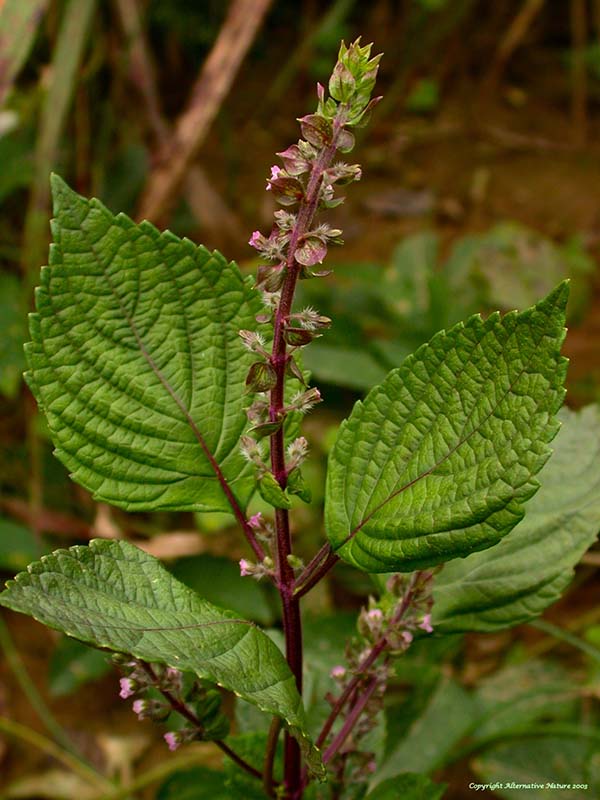 Perilla plant in flowering stage.