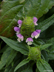 heal all herb, all heal, woundwort, prunella vulgaris