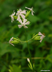 soapwort plant picture