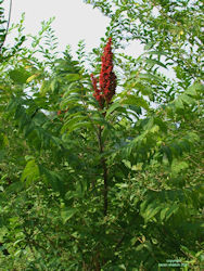 Sumac tree picture