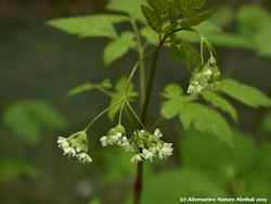 Swwet Cicely Herb Flower