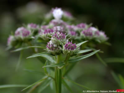 Narrow leaf Virginia Mountain Mint uses herb picture