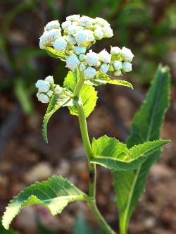 Wild Quinine flower, see description below
