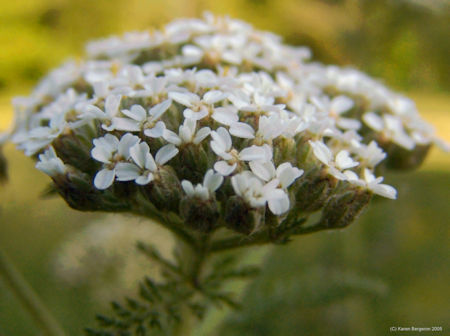 Yarrow flower picture close-up