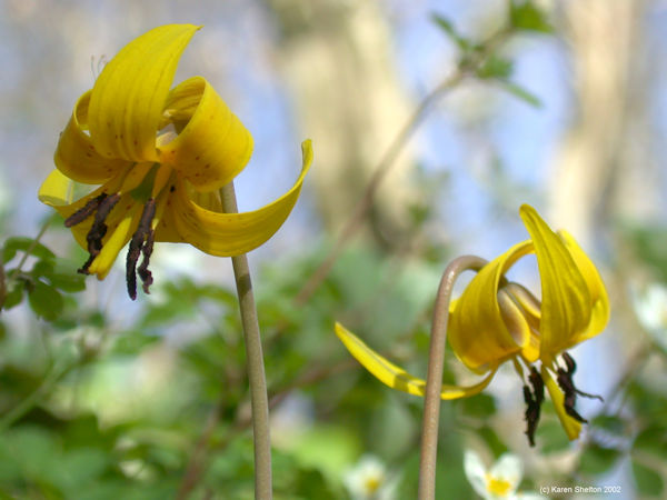 trout lily flower picture