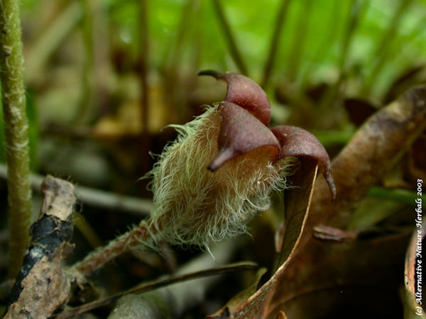 Wild Ginger flower growing in woods