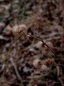 burdock picture seed